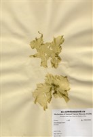 藏品(亞殼狀石蓴)的圖片